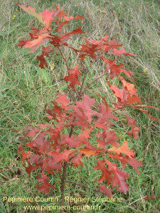 des plants de boisement : le chêne des marais en automne